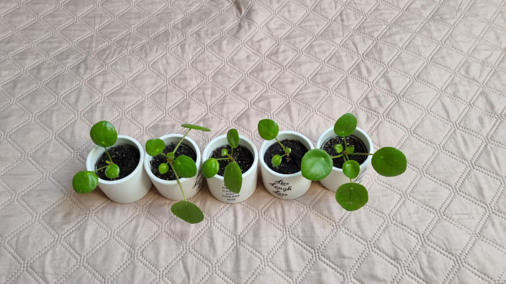 Chinese Money Plant